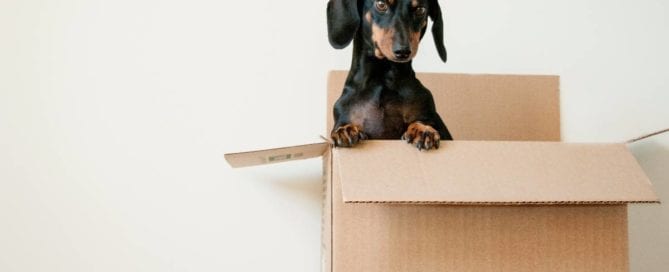 An image of a moving box with a dog in it.