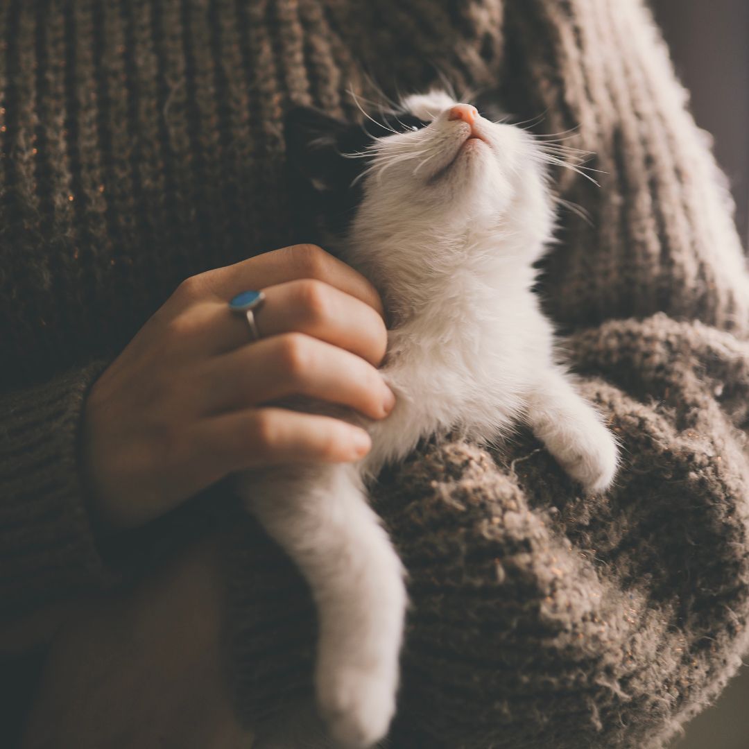 woman holding kitten