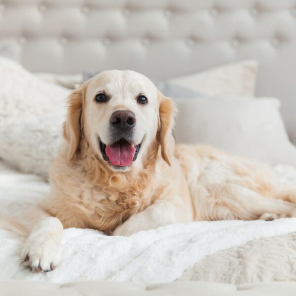 pet-friendly apartment